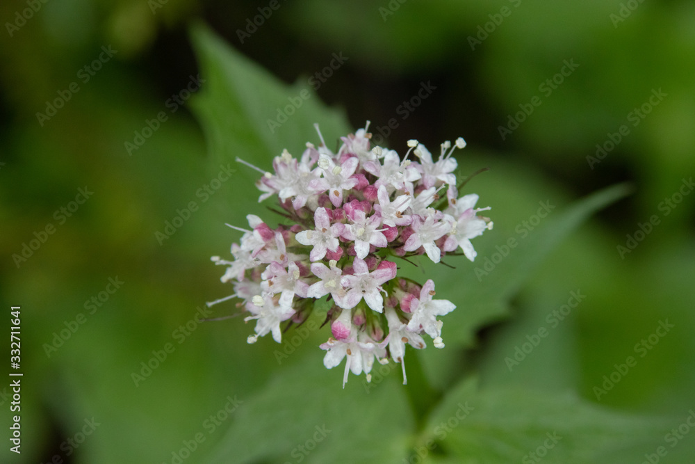 Close up of Flowers in bloom early spring