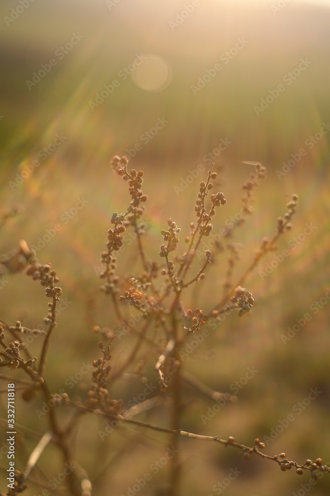 Dry flowers outdoor in golden hour evening, macro Dry flowers outdoor in golden hour evening, macro