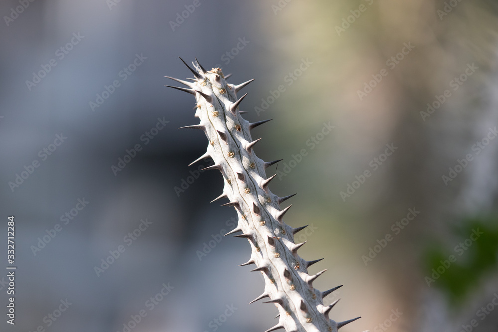 Fototapeta premium macro close up cactus spikes