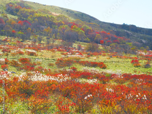 ツツジの紅葉に染まる秋の山【霧ヶ峰・車山・車山湿原】 photo