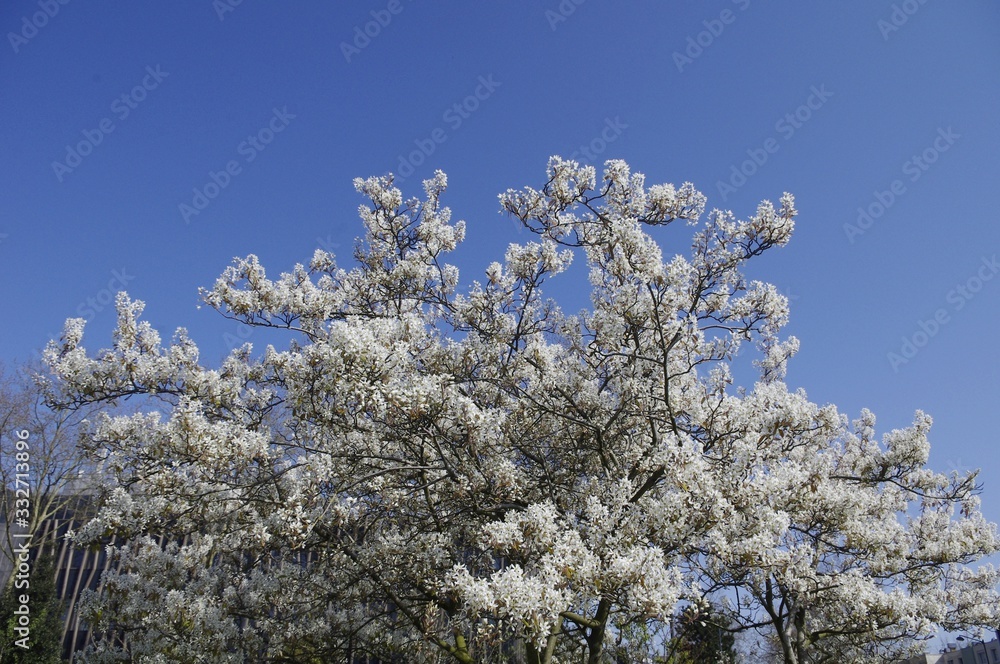 L'arbre à fleurs blanches