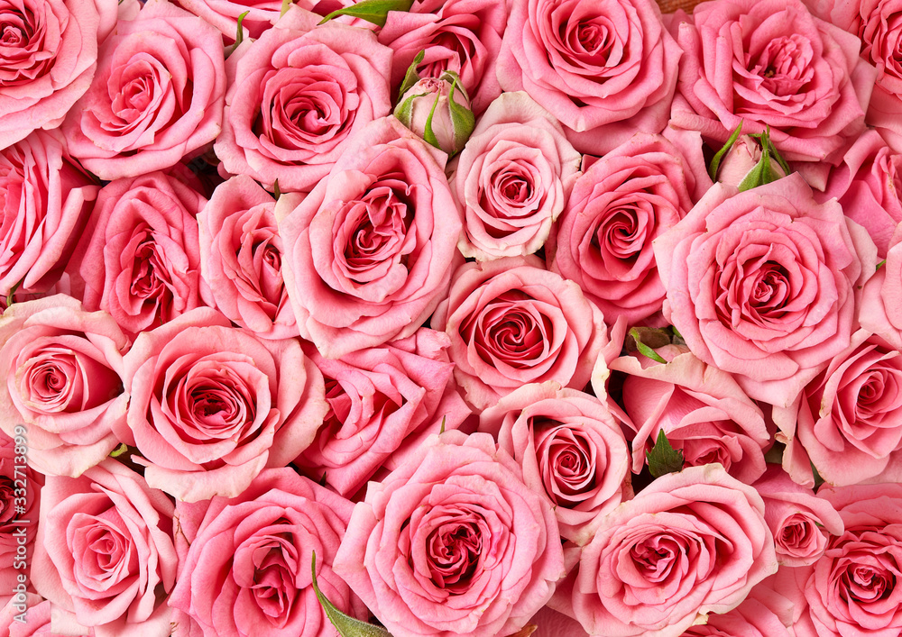 Background image of pink roses. Top view of rose flowers