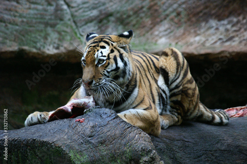 Tiger beim Fressen