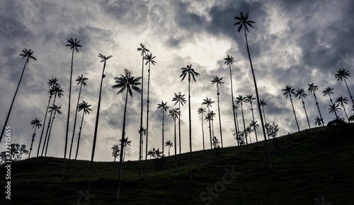 Sunrise with Wax palm trees in valley of Cocora Salento photo