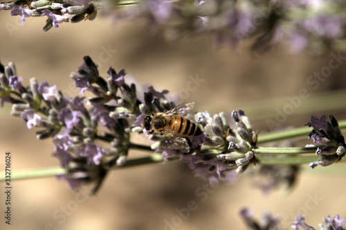 Apis mellifera; honeybee visiting lavender in Tuscan garden photo