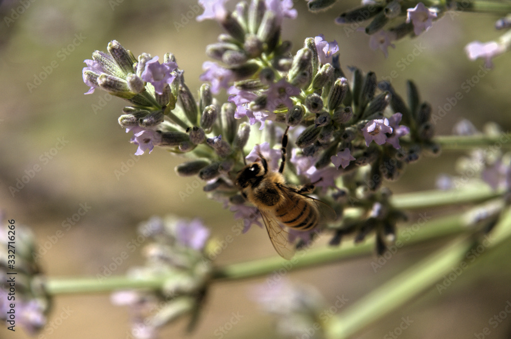 Apis mellifera; honeybee visiting lavender in Tuscan garden Apis mellifera; honeybee visiting lavender in Tuscan garden
