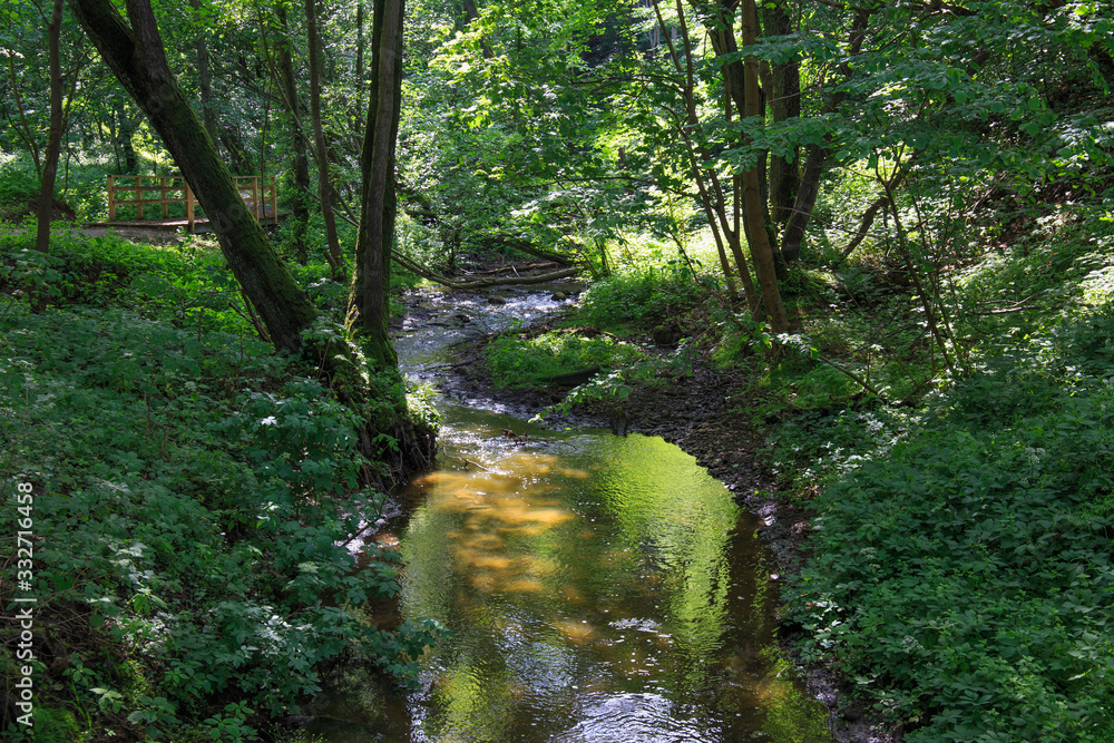 Obraz premium Small stream in a green forest in the daytime.