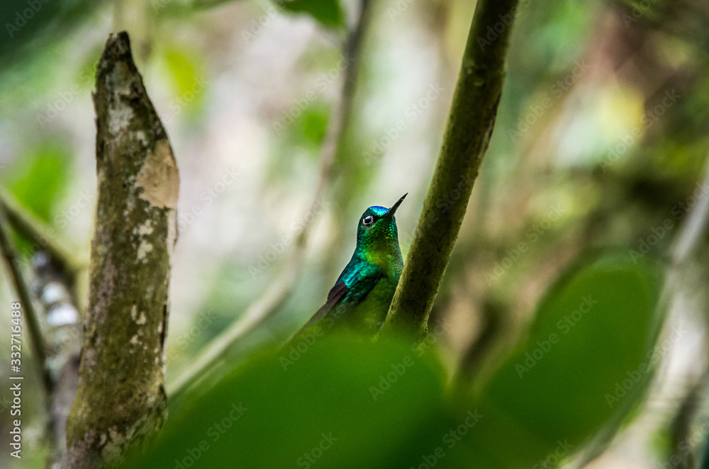 Hummingbird in the jungle of Cocora Valley Hummingbird in the jungle of Cocora Valley