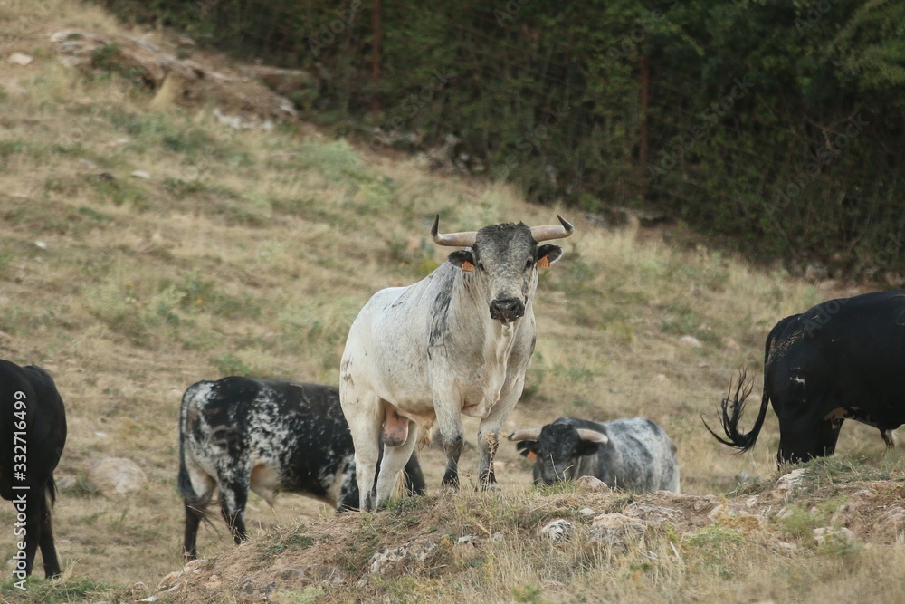 Bull in spain in the green field Bull in spain in the green field