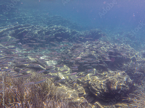 UNDERWATER life off the Kastos island coast, Ionian Sea, Greece - crystal clear water, flock of small fishes, rocks, seaweeds in summer. © vikakurylo81
