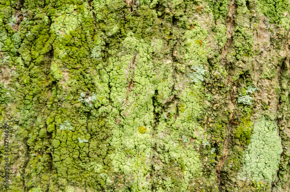 Green Moss On Tree Texture Green Moss On Tree Texture