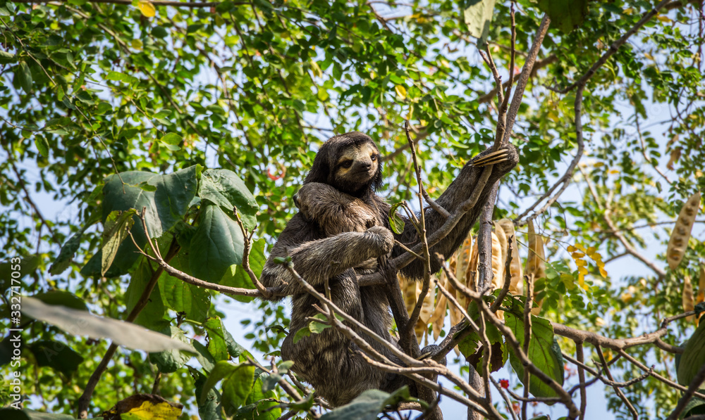Obraz premium Sloth mother with her baby in Cartagena