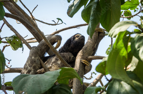 Sloth mother with her baby in Cartagena