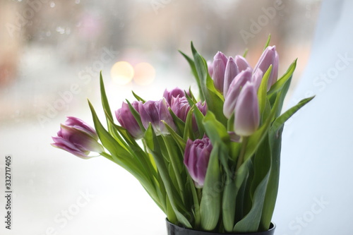 pink tulips on white background photo