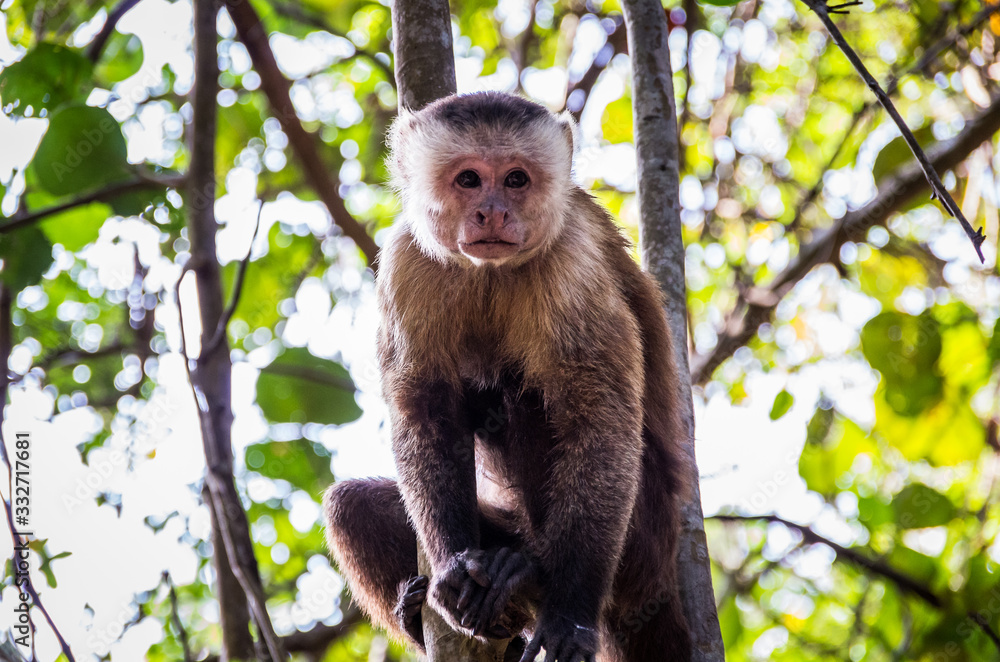 Capuchin monkey in Tayrona Park in Colombia Capuchin monkey in Tayrona Park in Colombia