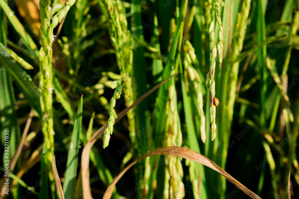 close up view of growth organic jasmine rice field with ladybug in the summer morning at countryside in Thailand. close up view of growth organic jasmine rice field with ladybug in the summer morning at countryside in Thailand.