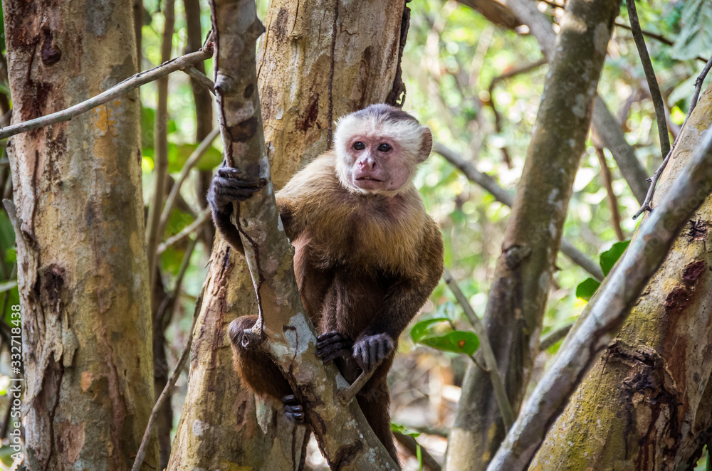 Capuchin monkey in Tayrona Park in Colombia Capuchin monkey in Tayrona Park in Colombia