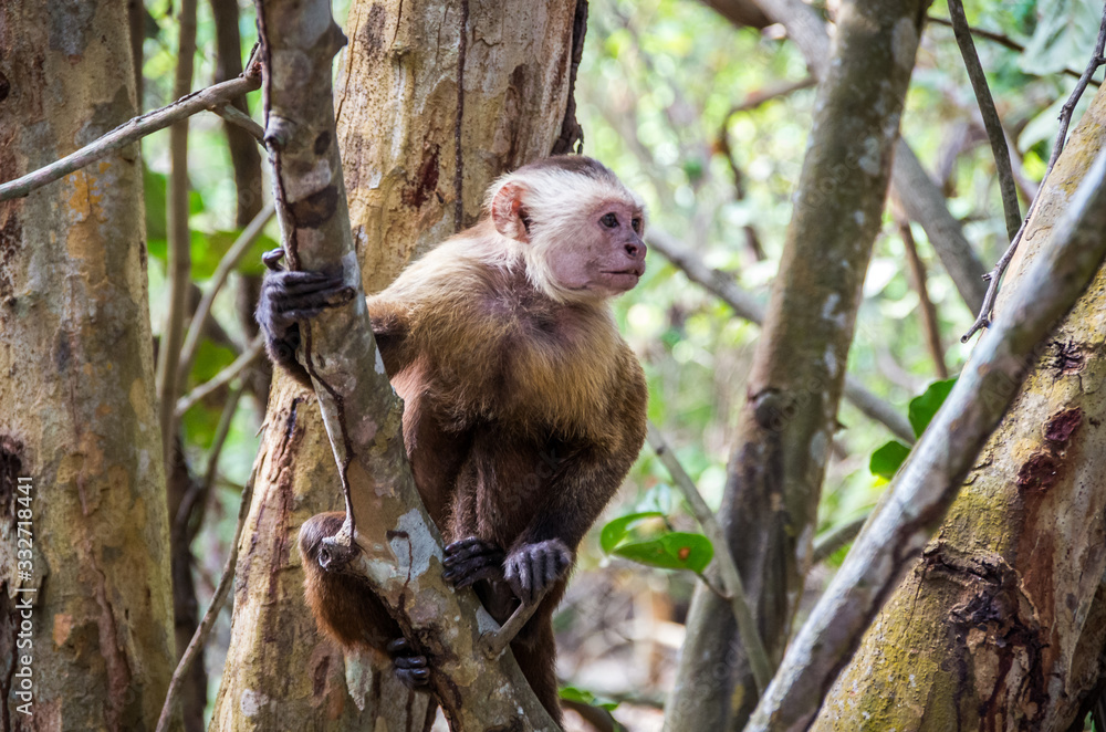 Capuchin monkey in Tayrona Park in Colombia Capuchin monkey in Tayrona Park in Colombia