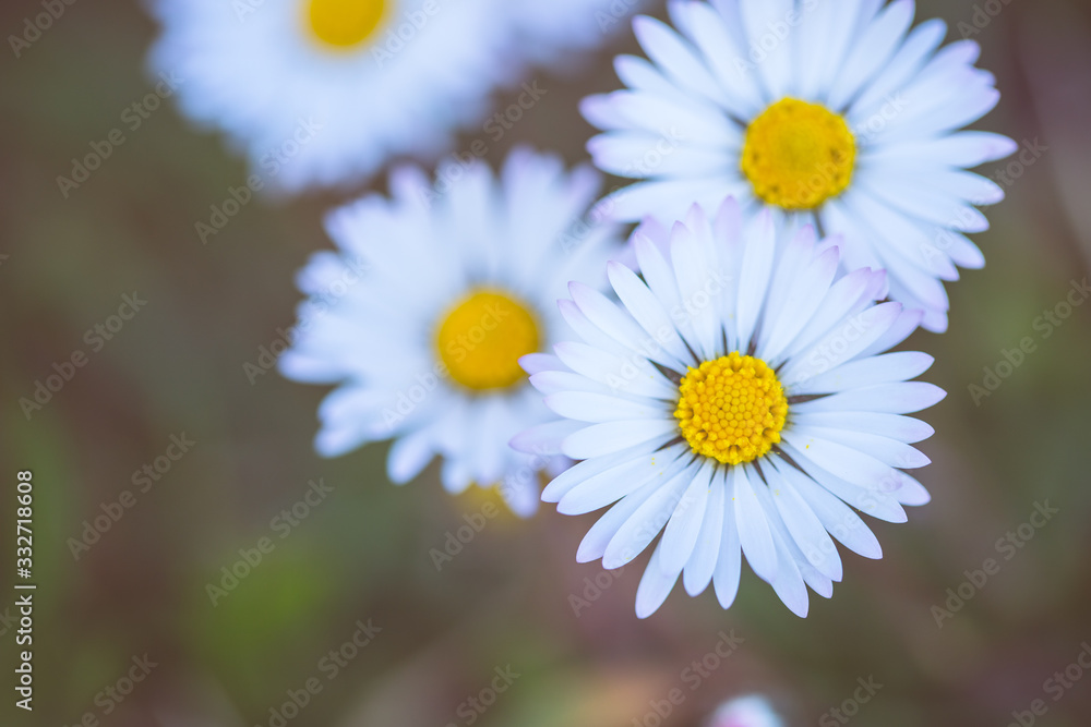 Daisies in springtime: Idyllic close up of wildflower meadow Daisies in springtime: Idyllic close up of wildflower meadow