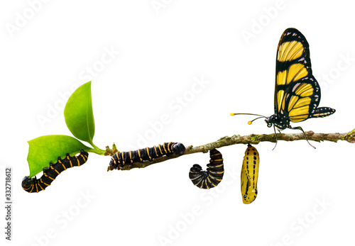 evolution metamorphosis caterpillar to butterfly on leaf photo