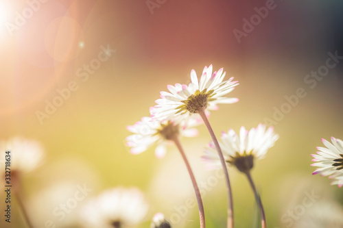 Daisies in springtime  Idyllic close up of wildflower meadow