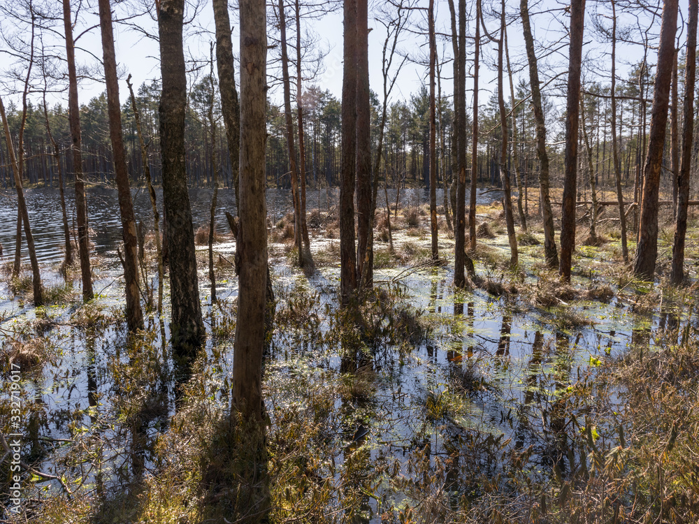 bog landscape with tree trunks in water bog landscape with tree trunks in water