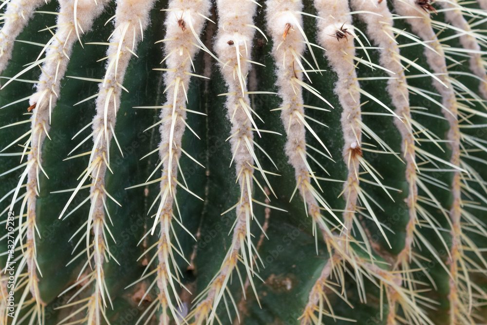 Close side view of barrel cactus, rows of spines, abstract nature background image, horizontal aspect Close side view of barrel cactus, rows of spines, abstract nature background image, horizontal aspect