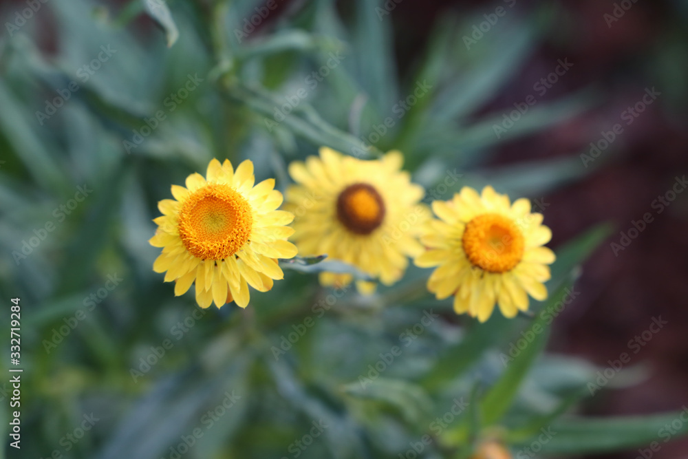 Beautiful yellow flowers in the spring season. Xerochrysum bracteatum strawflower. Beautiful yellow flowers in the spring season. Xerochrysum bracteatum strawflower.