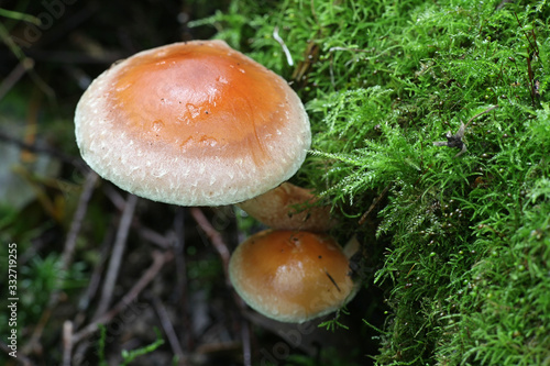 Hypholoma lateritium  known as brick cap or brick tuft mushroom  growing wild in Finland