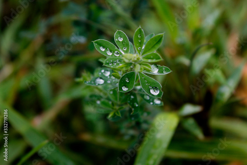drops on the little plant 