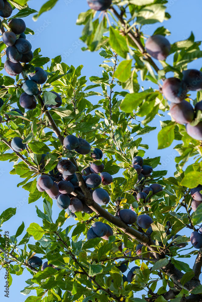 Fototapeta premium Plum tree with juicy fruits on the branches.