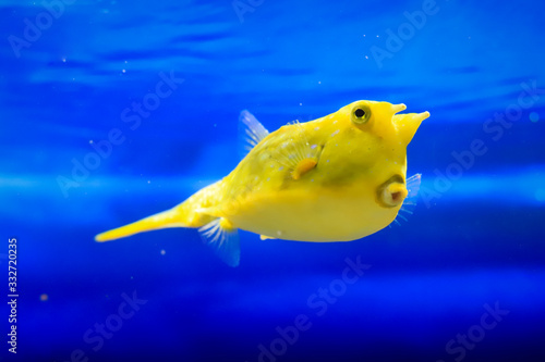 strange yellow thick round fish with horns on a background of blue neon water
