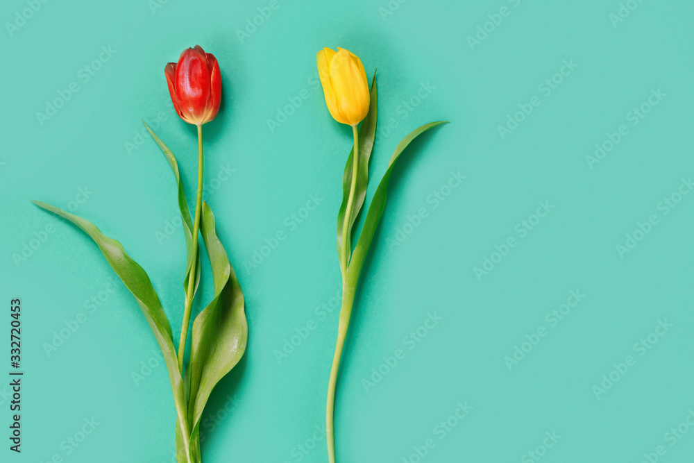 Two beautiful red and yellow tulip on delicate green background. Two beautiful red and yellow tulip on delicate green background.