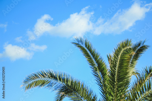 Green palm tree in front of blue sky  Mallorca  Spain