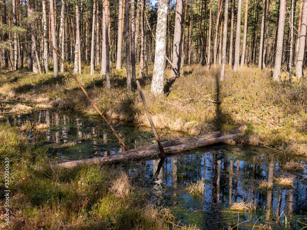 Fototapeta premium beautiful bog landscape in spring