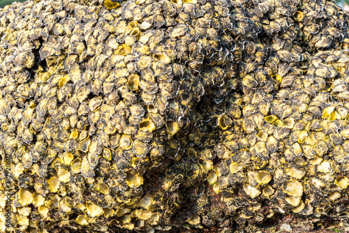 texture of stone with shells