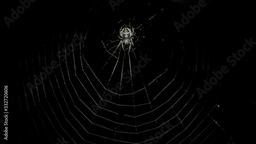 the spider sits on its white web on a black background