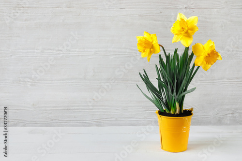 Fotografia Beautiful yellow daffodil seedling in bucket, on wooden background