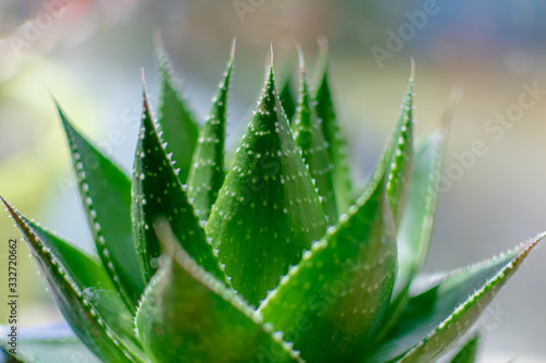 aloe vera plant