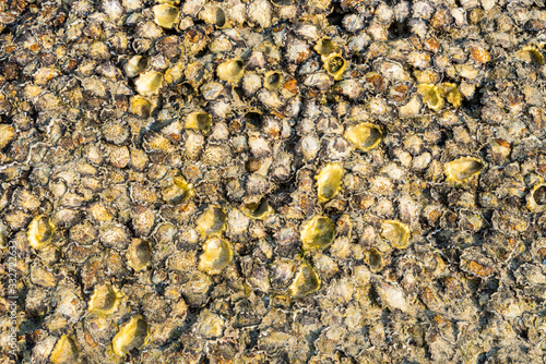 background of stones with green shells
