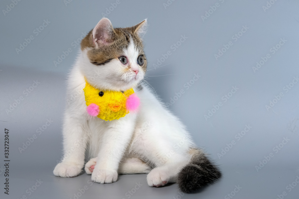 British Shorthair Kitten Cat Isolated