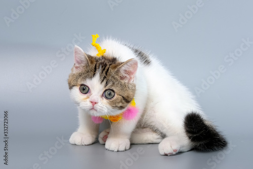 British Shorthair Kitten Cat Isolated