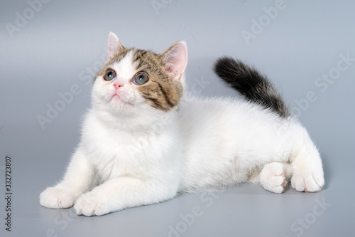 British Shorthair Kitten Cat Isolated © panyawatt