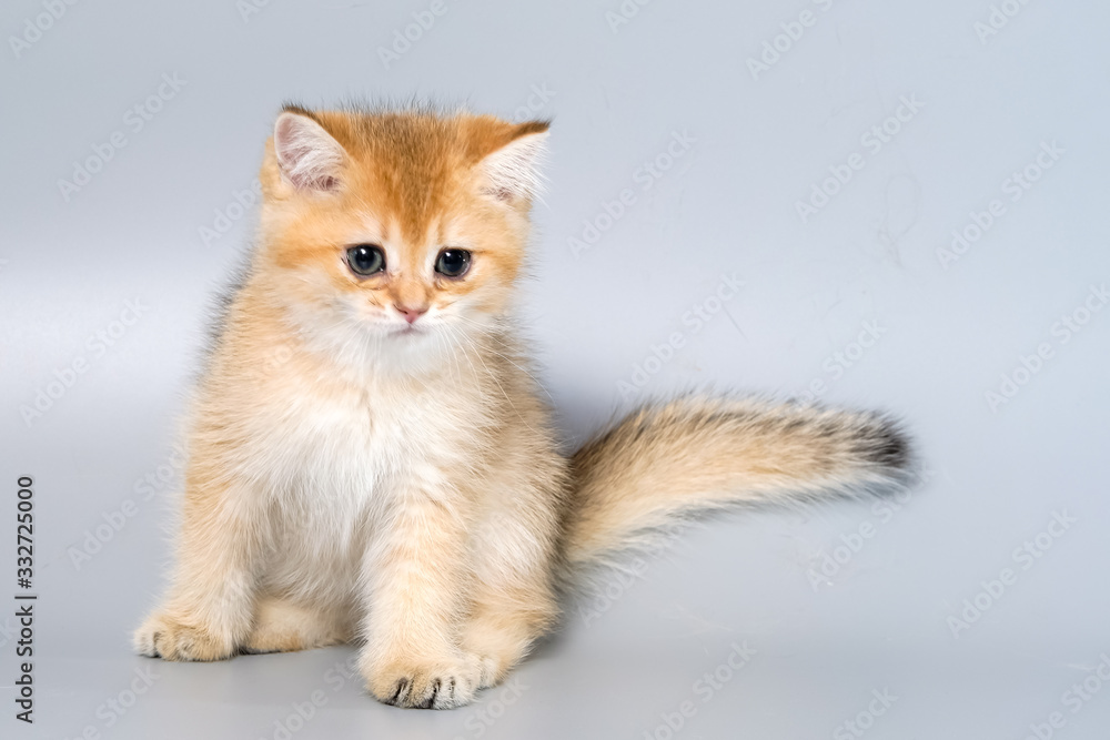 British Shorthair Kitten Cat Isolated