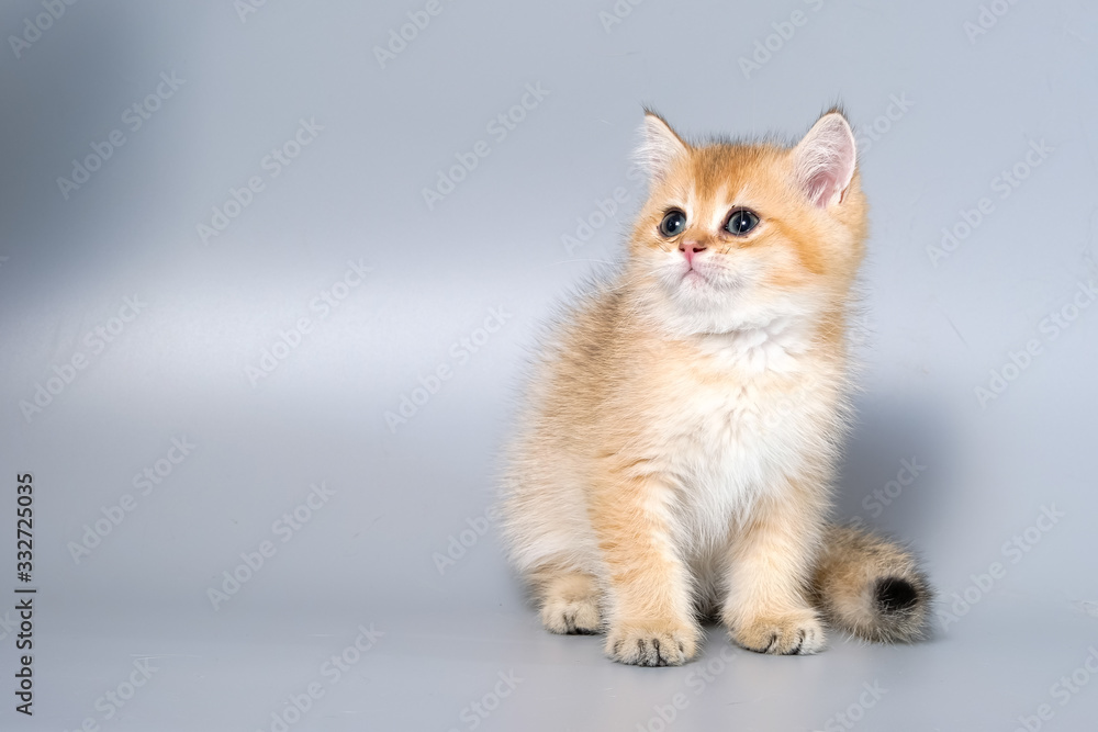 British Shorthair Kitten Cat Isolated