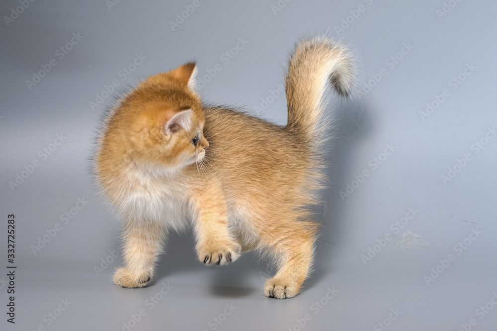 British Shorthair Kitten Cat Isolated British Shorthair Kitten Cat Isolated