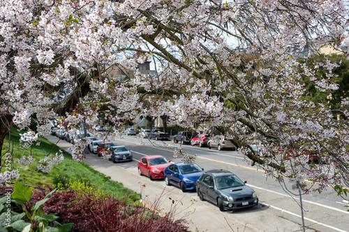 Cherry Blossoms in full bloom, empty road during pandemic, San Francisco,CA, USA, March 22, 20202