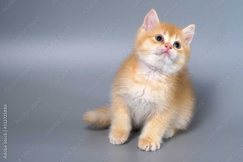 British Shorthair Kitten Cat Isolated