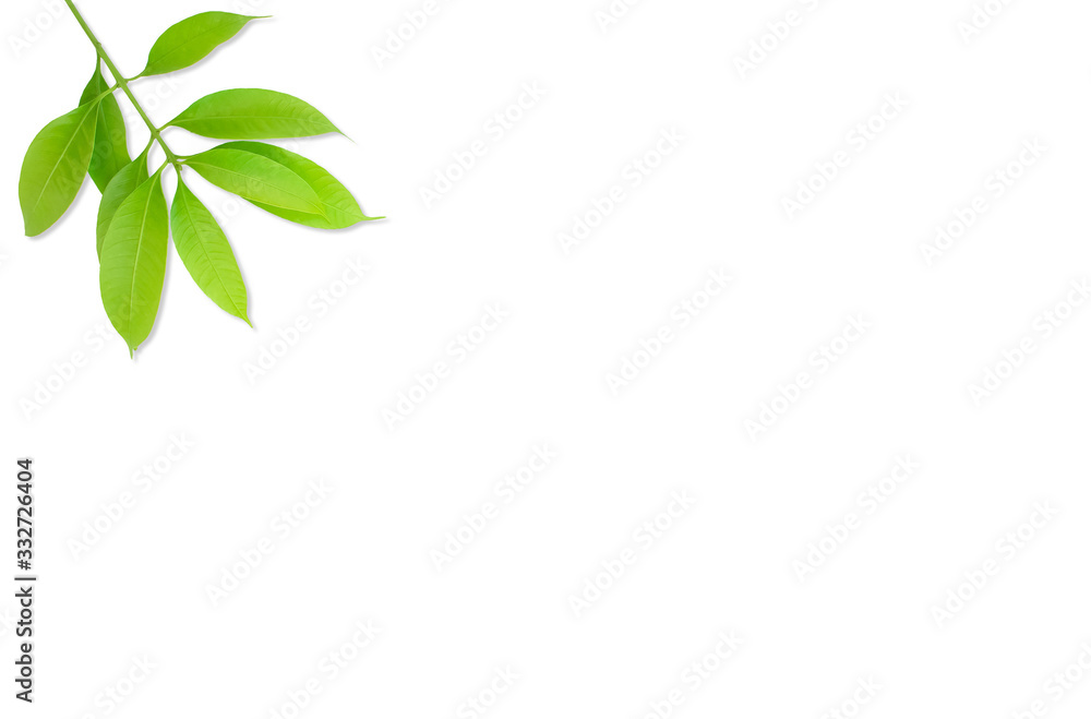 branch with green leaves isolated on white branch with green leaves isolated on white