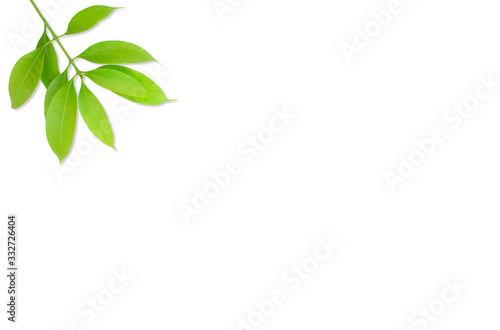branch with green leaves isolated on white © Moo Tonk